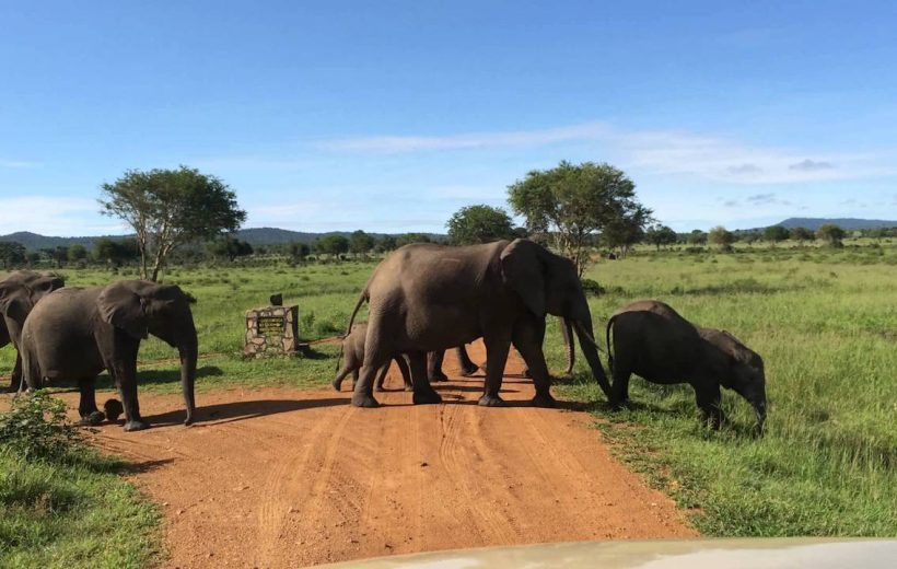 2 Days 1 Night Mikumi National Park Safari From Zanzibar