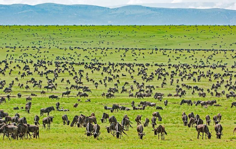 3 Days 2 Nights: Serengeti Safari From Zanzibar