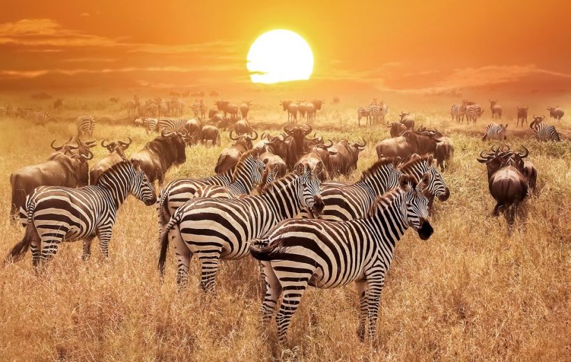 4 Days 3 Nights Safari From Zanzibar: Serengeti & Ngorongoro Crater