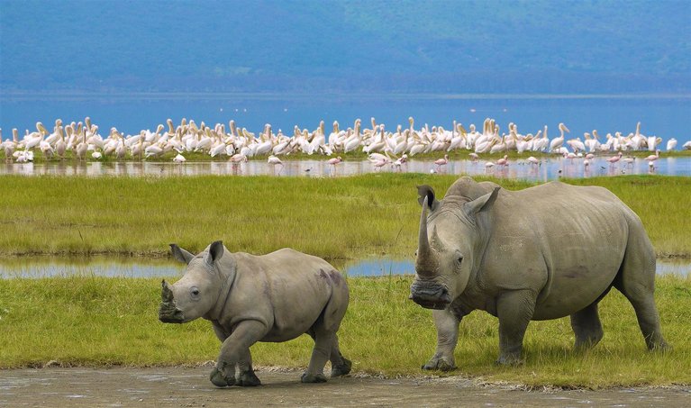 4 Days 3 Nights Safari From Zanzibar: Ngorongoro, Lake Natron & Tarangire