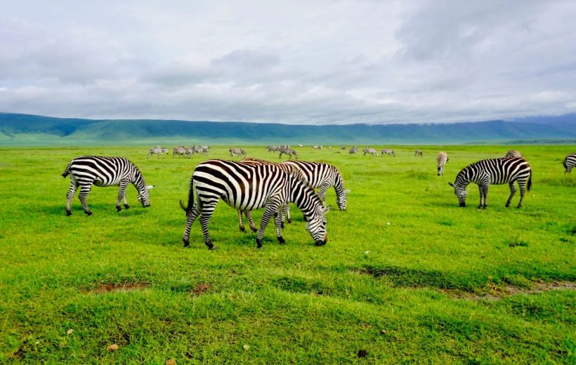 2 Days 1 Night Safari From Zanzibar: Ngorongoro Crater