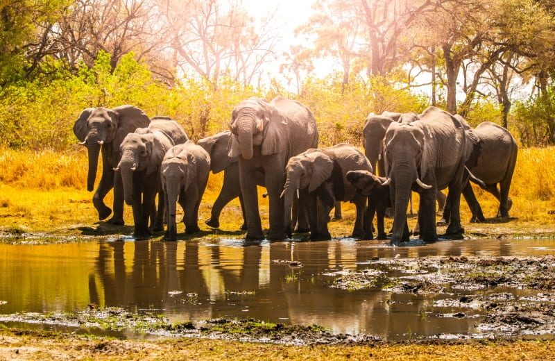 Selous day trip Safari from Zanzibar