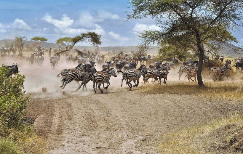 2 Days 1 Night: Serengeti Safari From Zanzibar