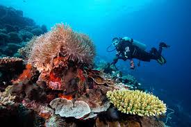 Scuba Diving