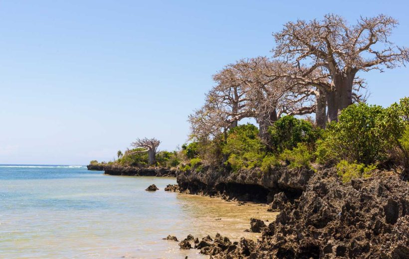 Mangroves Tour